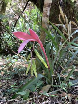 Image of Billbergia distachia (Vell.) Mez