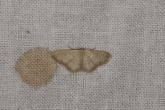 Image of Idaea lucida Turner 1942