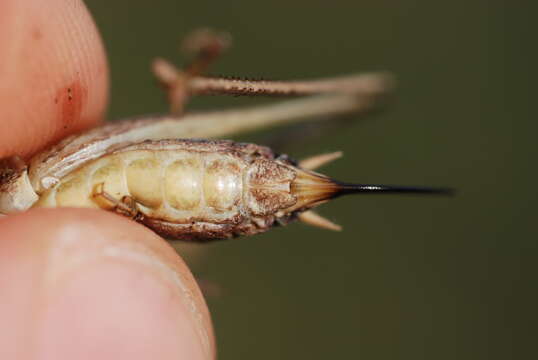 Image de Platycleis albopunctata albopunctata (Goeze 1778)