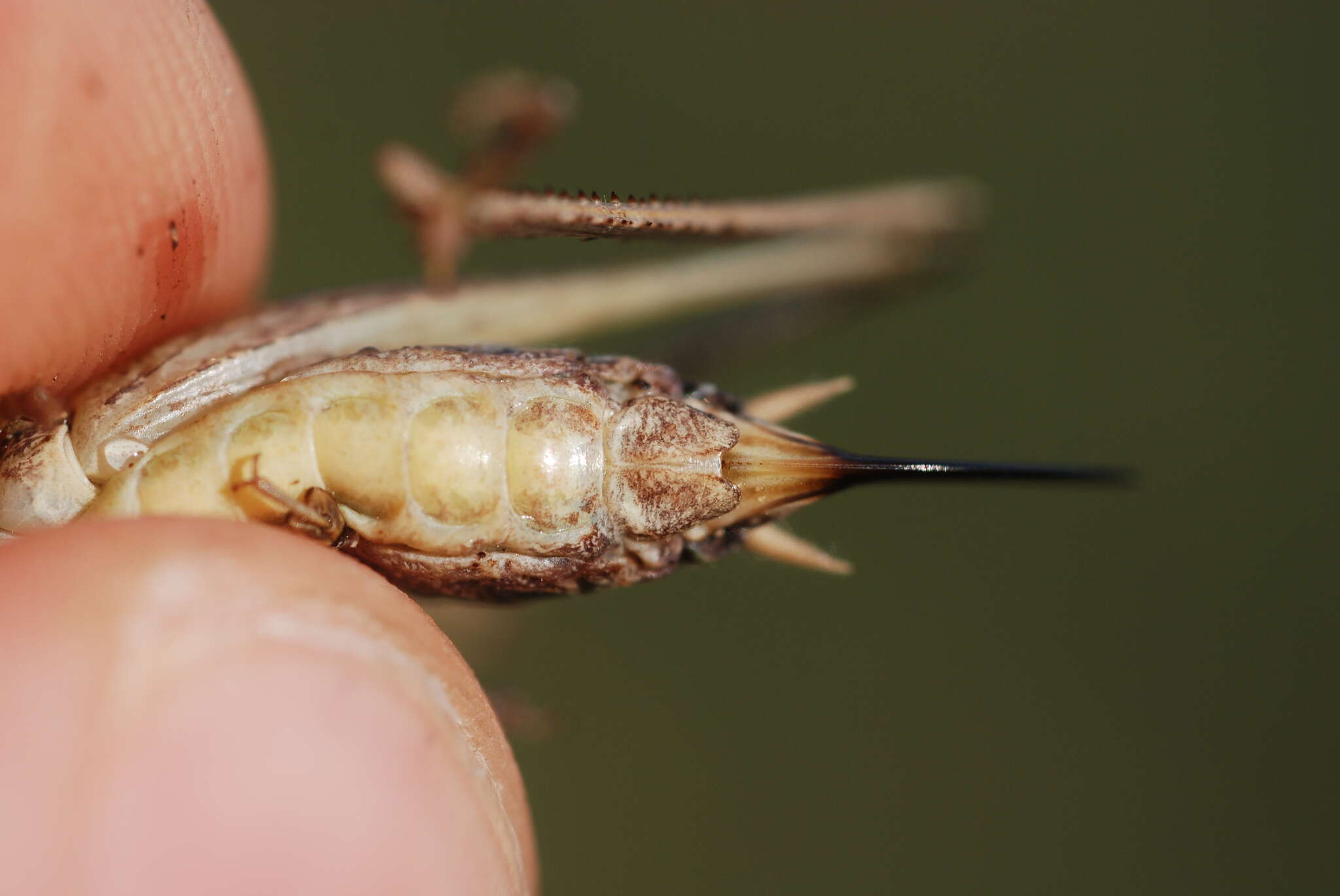 Plancia ëd Platycleis albopunctata albopunctata (Goeze 1778)