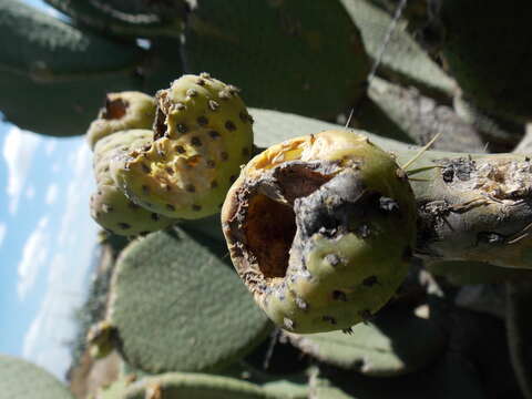 <i>Opuntia spinulifera</i>的圖片