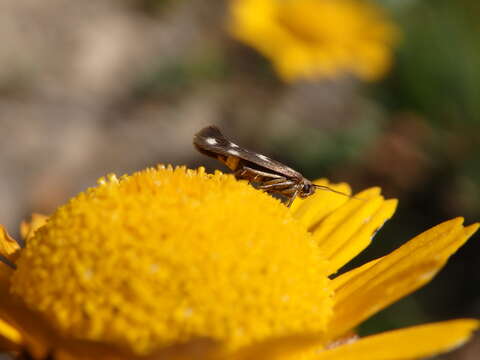 Image of Scythris scopolella Linnaeus 1767