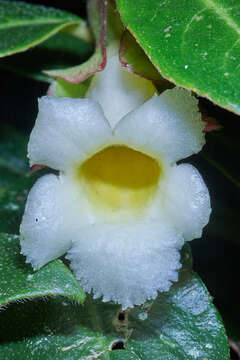 Imagem de Drymonia oinochrophylla (Donn. Sm.) D. N. Gibson