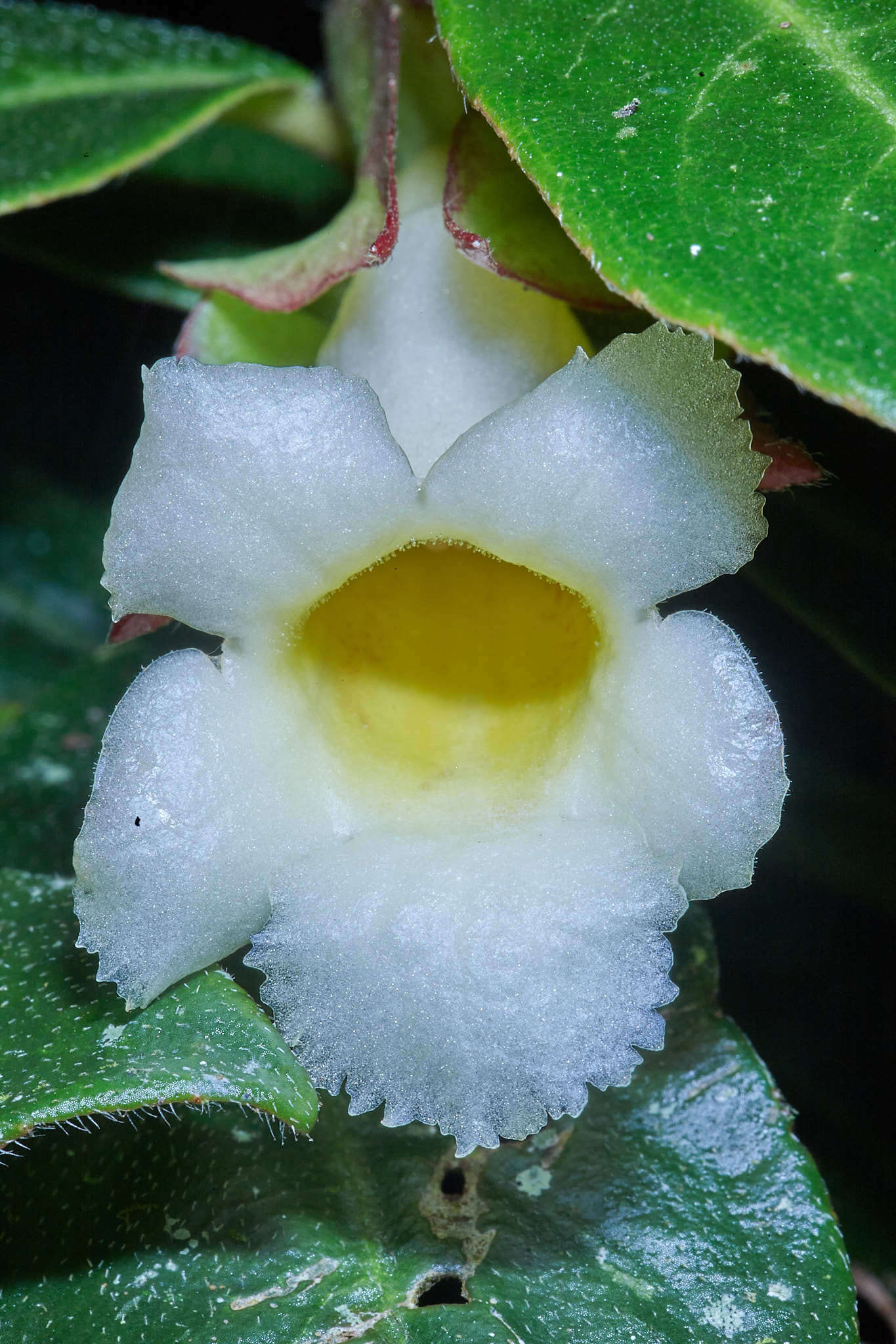 Imagem de Drymonia oinochrophylla (Donn. Sm.) D. N. Gibson