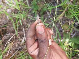 Amblyomma hebraeum Koch 1844的圖片