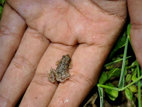 Image of Palmated Chorus Frog