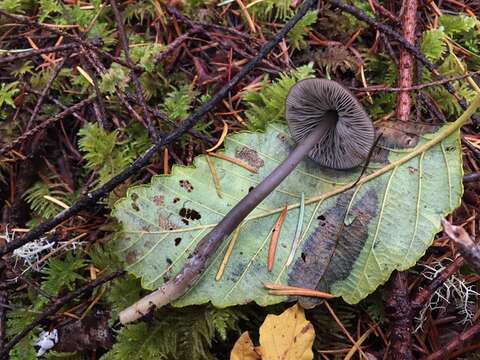 Image of Tephrocybe