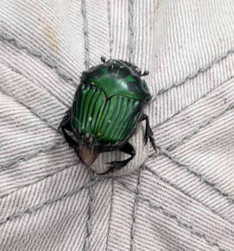 Image of Green Devil Beetle