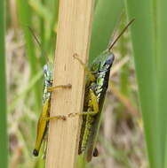 Image of Oxya hyla Serville 1831