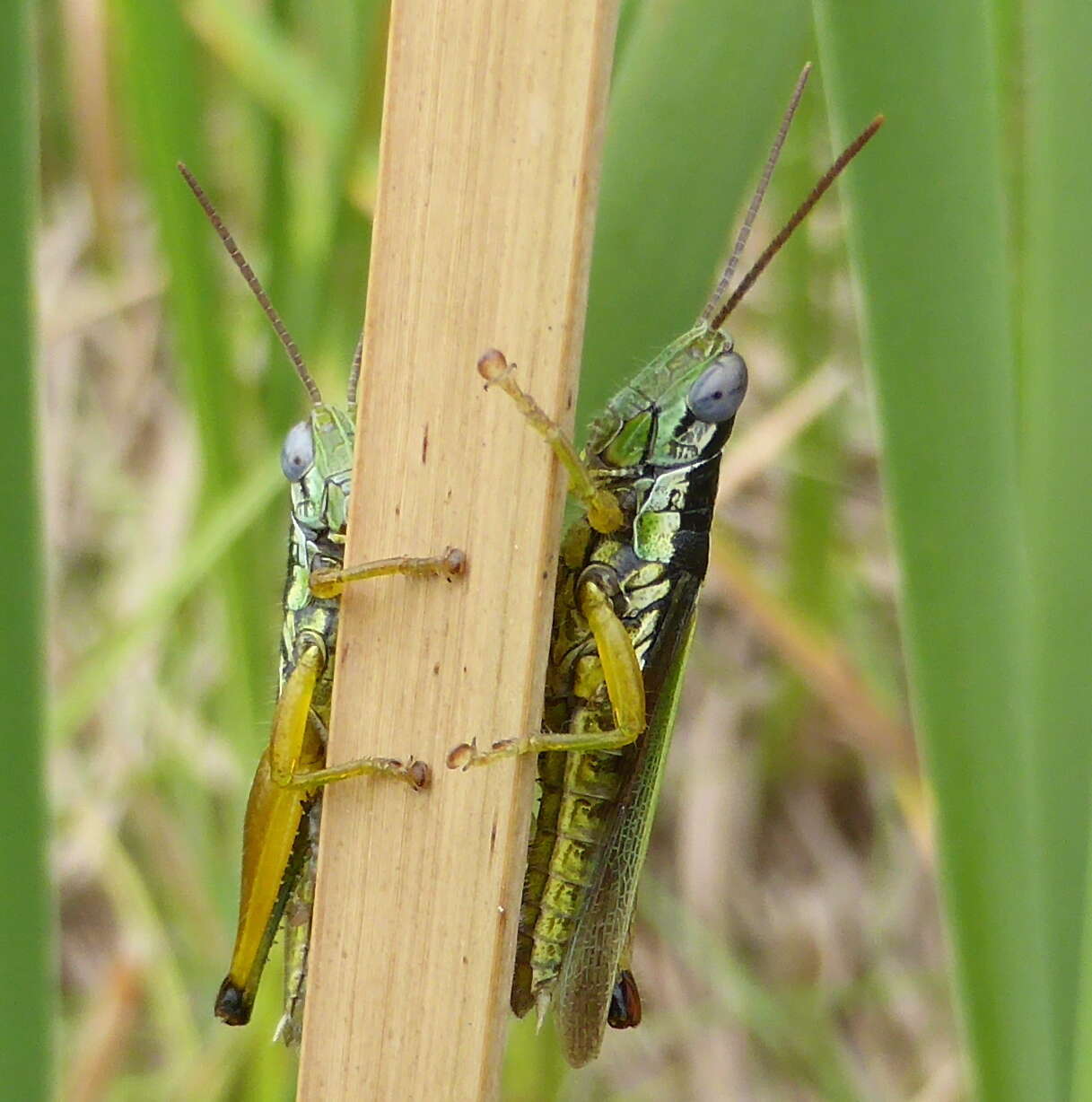 Image of Oxya hyla Serville 1831