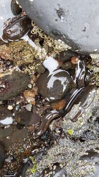 Image of Pebbletooth Moray