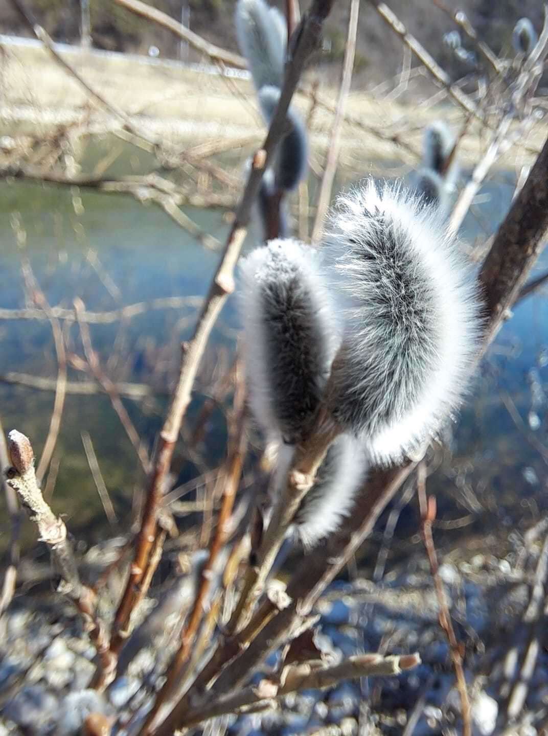 Image of rose-gold pussy willow