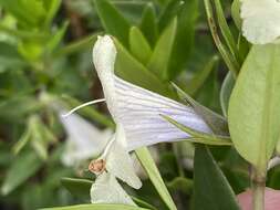 Prostanthera monticola B. J. Conn resmi