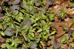 Mecardonia procumbens (Mill.) Small resmi