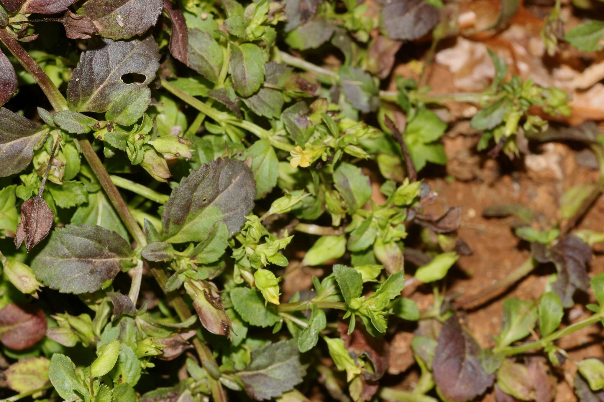 Mecardonia procumbens (Mill.) Small resmi