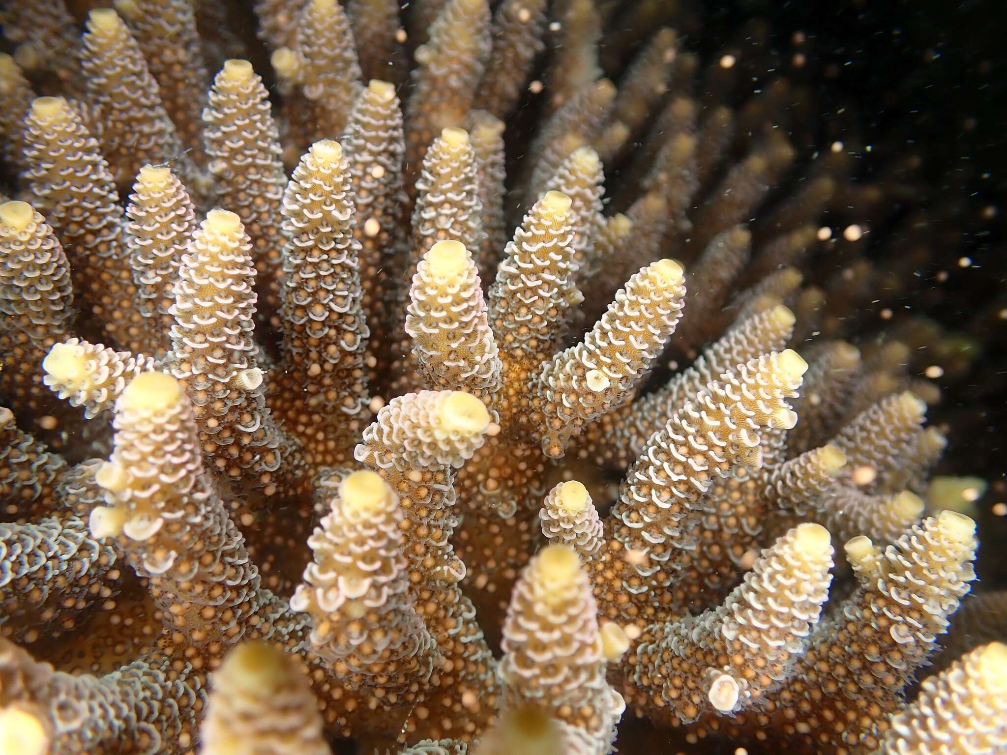 Sivun Acropora millepora (Ehrenberg 1834) kuva