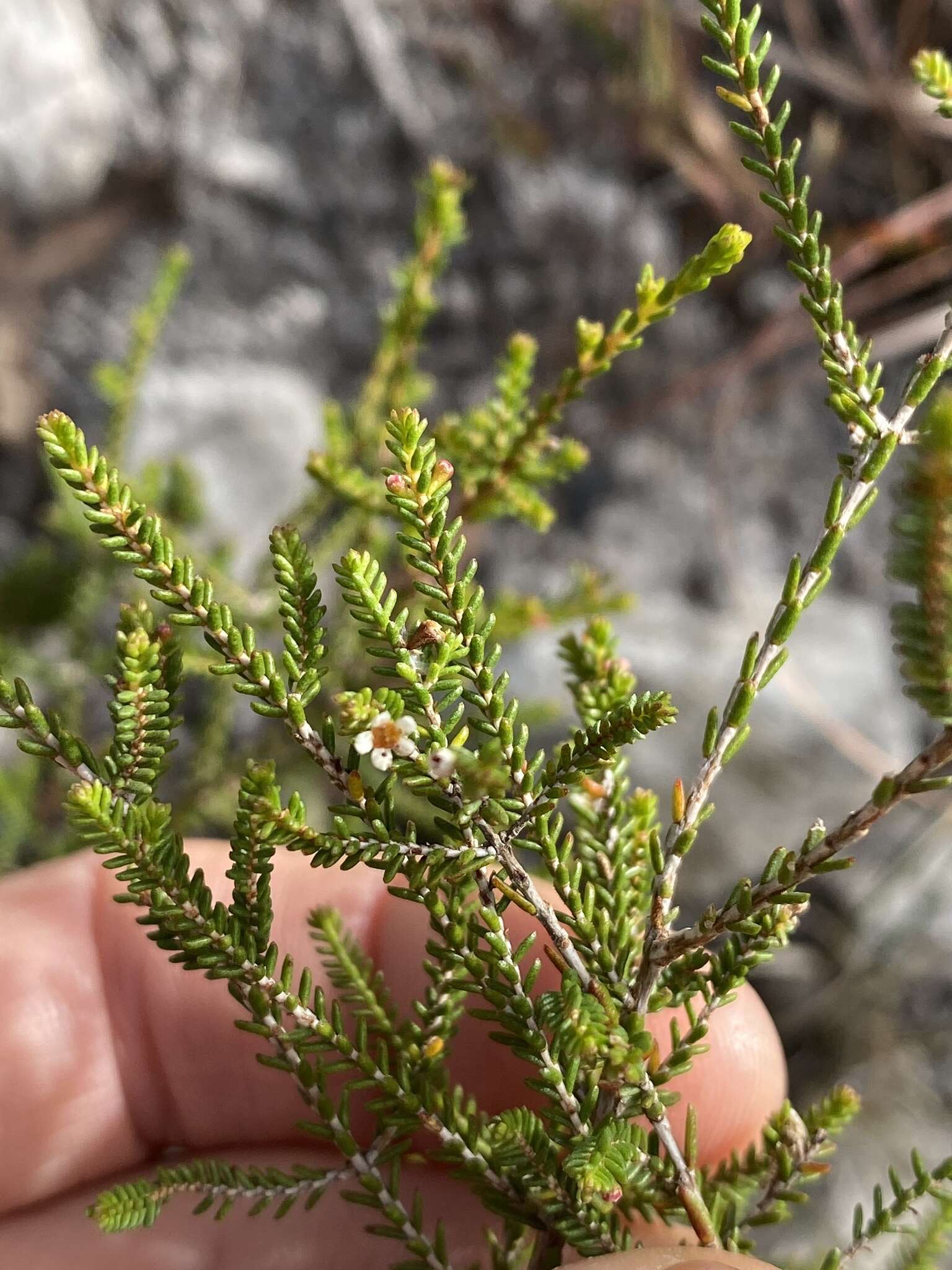 Image of Micromyrtus delicata A. R. Bean