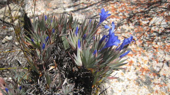 Image of Nivenia fruticosa (L. fil.) Baker