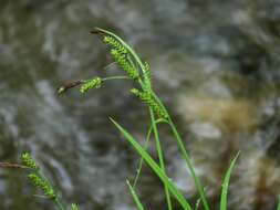 Image of Carex augustinowiczii Meinsh.