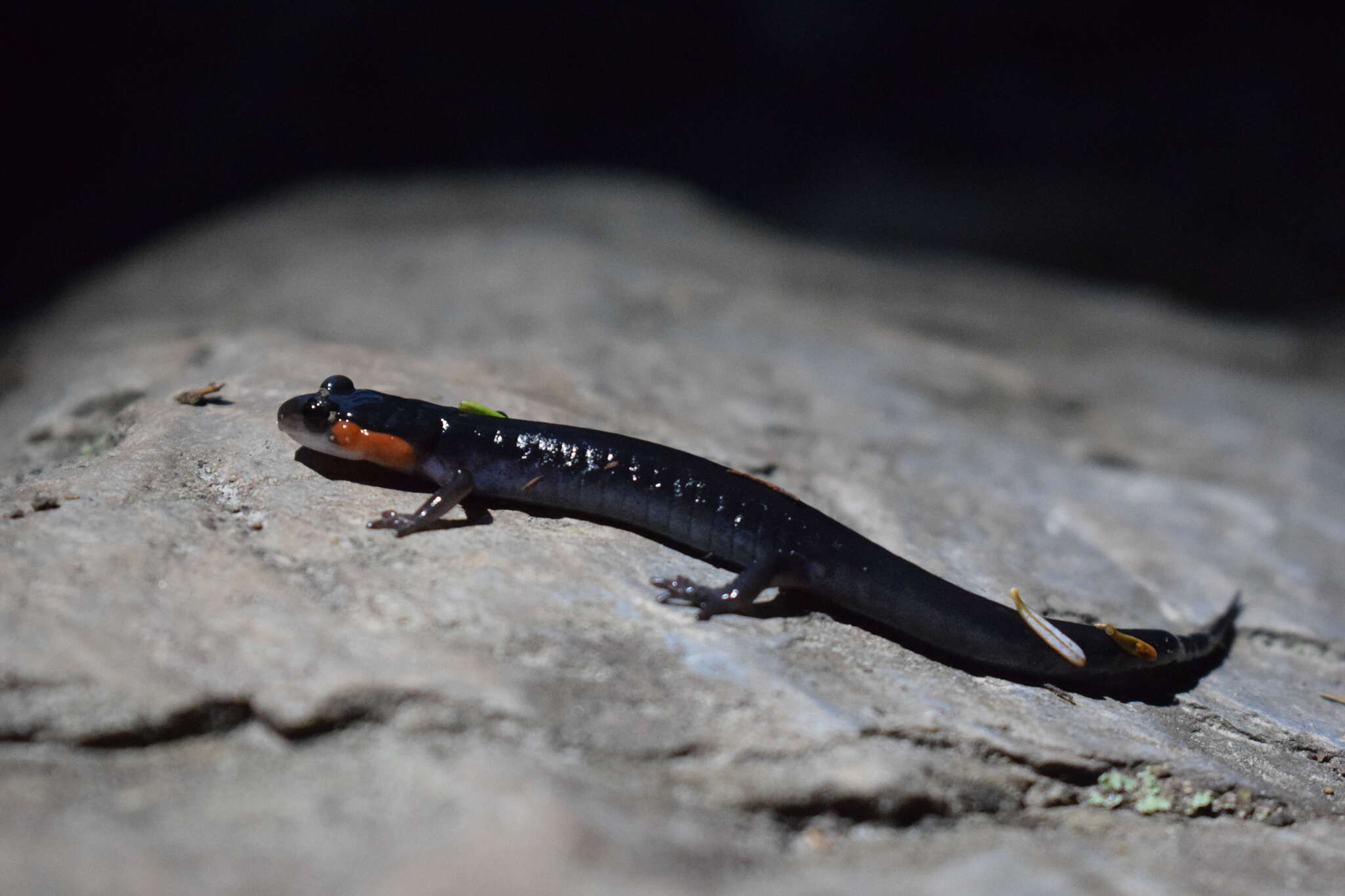 Image of Jordan's Salamander