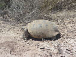 Image of Bolson Tortoise