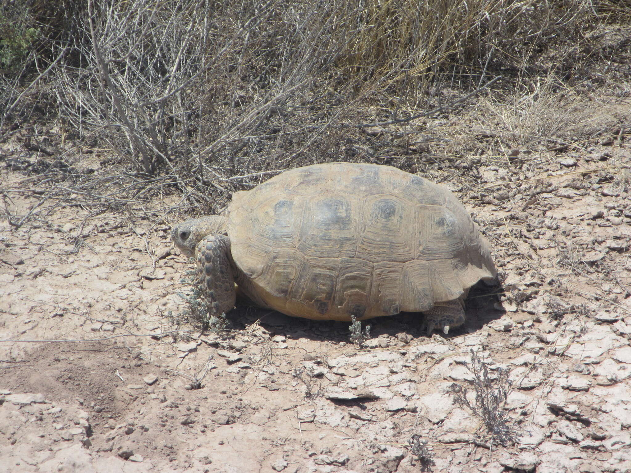 Plancia ëd Gopherus flavomarginatus Legler 1959