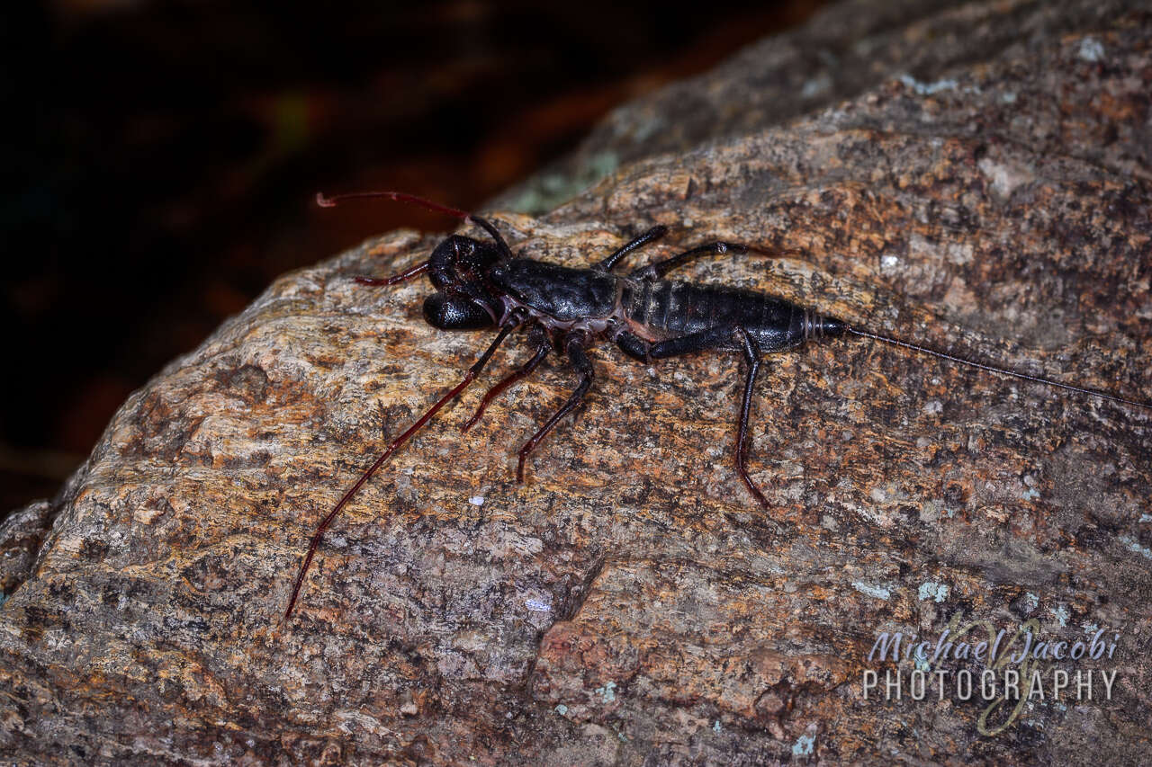 Image of Mastigoproctus tohono Barrales-Alcalá, Francke & Prendini 2018