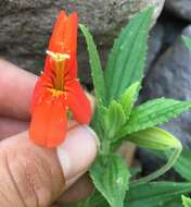 Erythranthe cinnabarina G. L. Nesom resmi