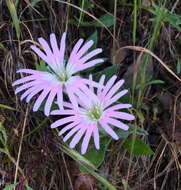 Image de Silene hookeri subsp. bolanderi (A. Gray) Abrams