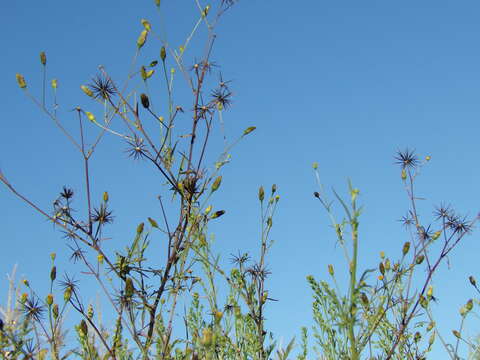 Image of Bidens subalternans DC.