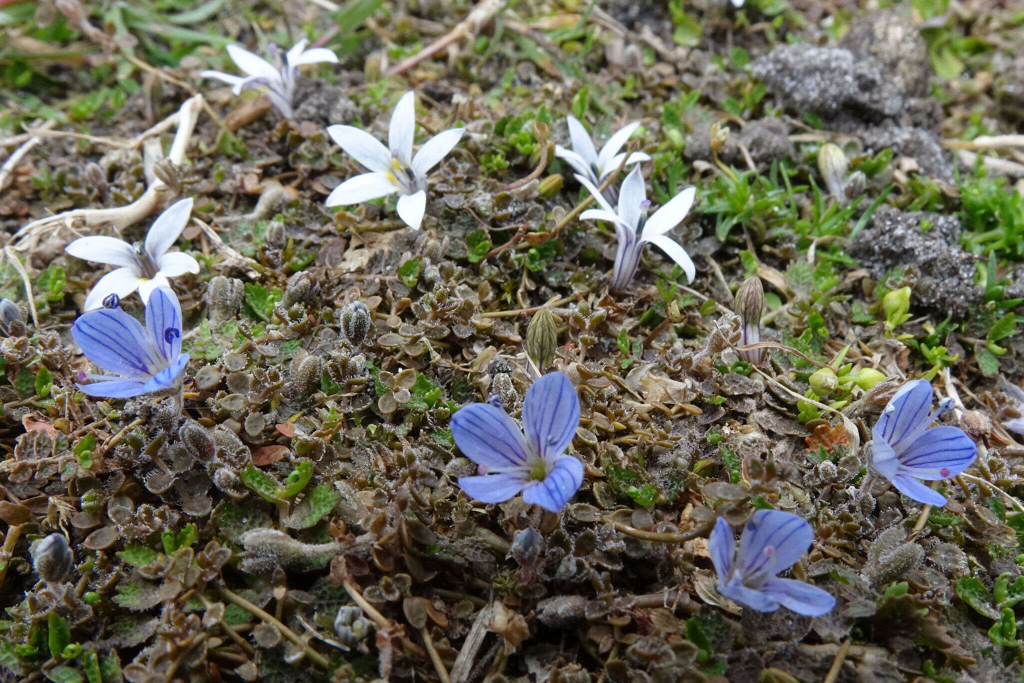 Veronica canescens T. Kirk resmi