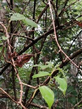 Image of Viburnum luzonicum Rolfe