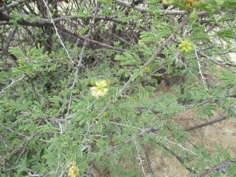 Image of Vachellia reficiens (Wawra) Kyal. & Boatwr.