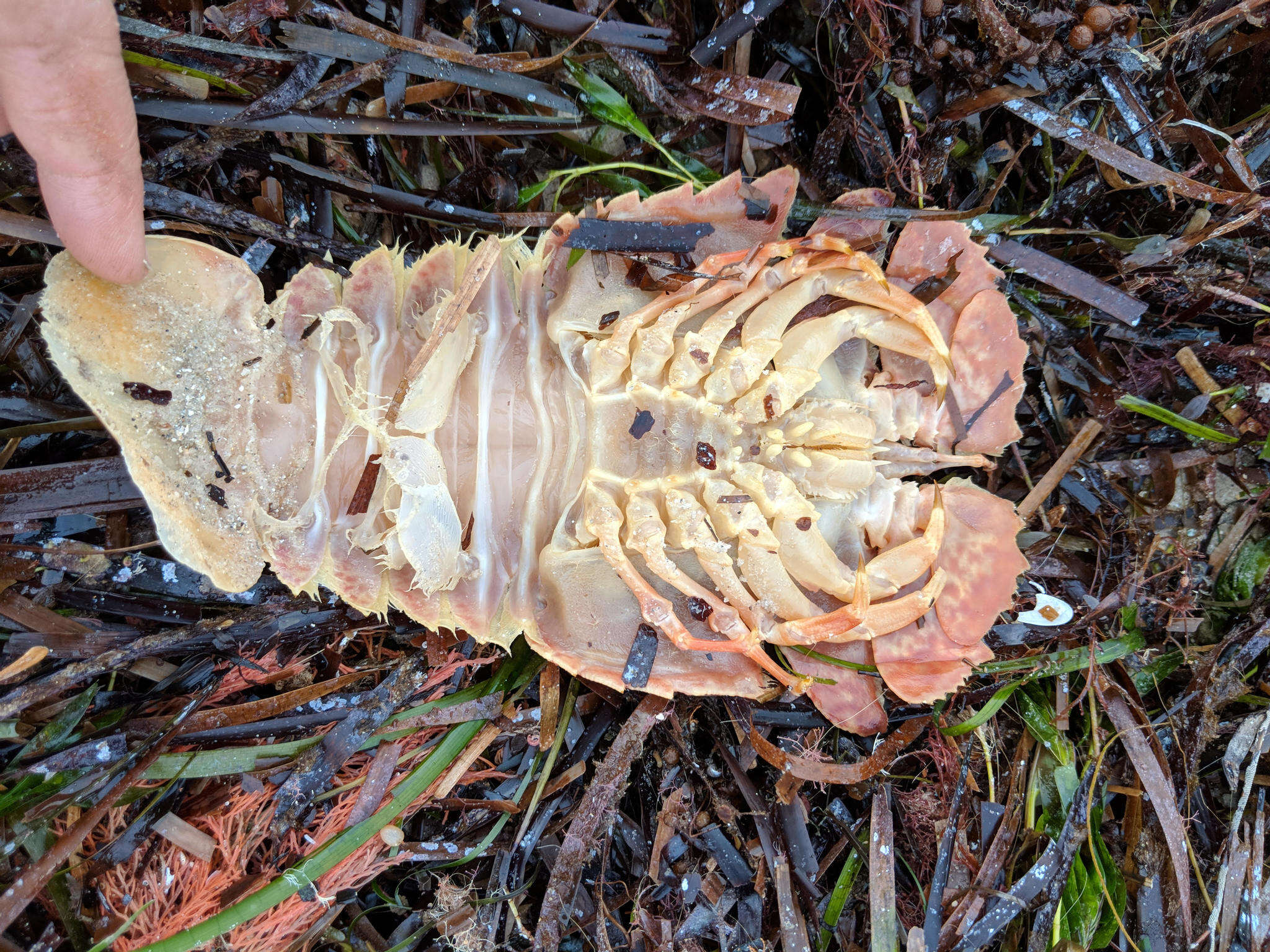 Image of Butterfly Fan Lobster