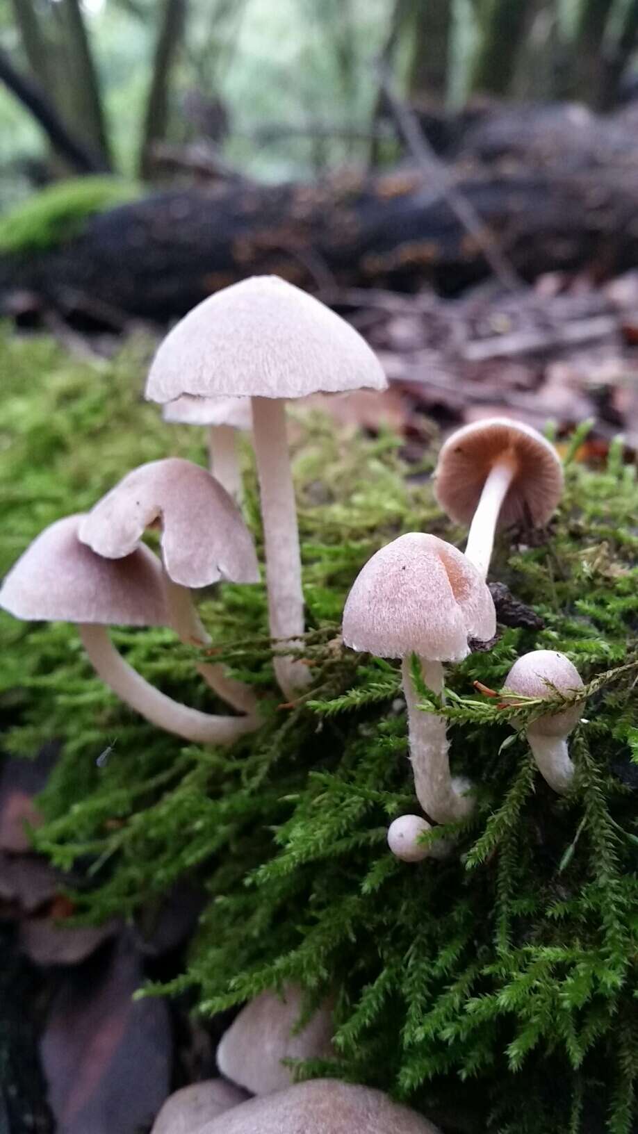 Image de Coprinopsis canoceps (Kauffman) Örstadius & E. Larss. 2015