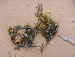 Fucus serratus的圖片