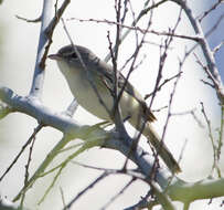 Vireo bellii Audubon 1844 resmi