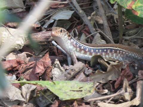 Image of Karsten's Girdled Lizard