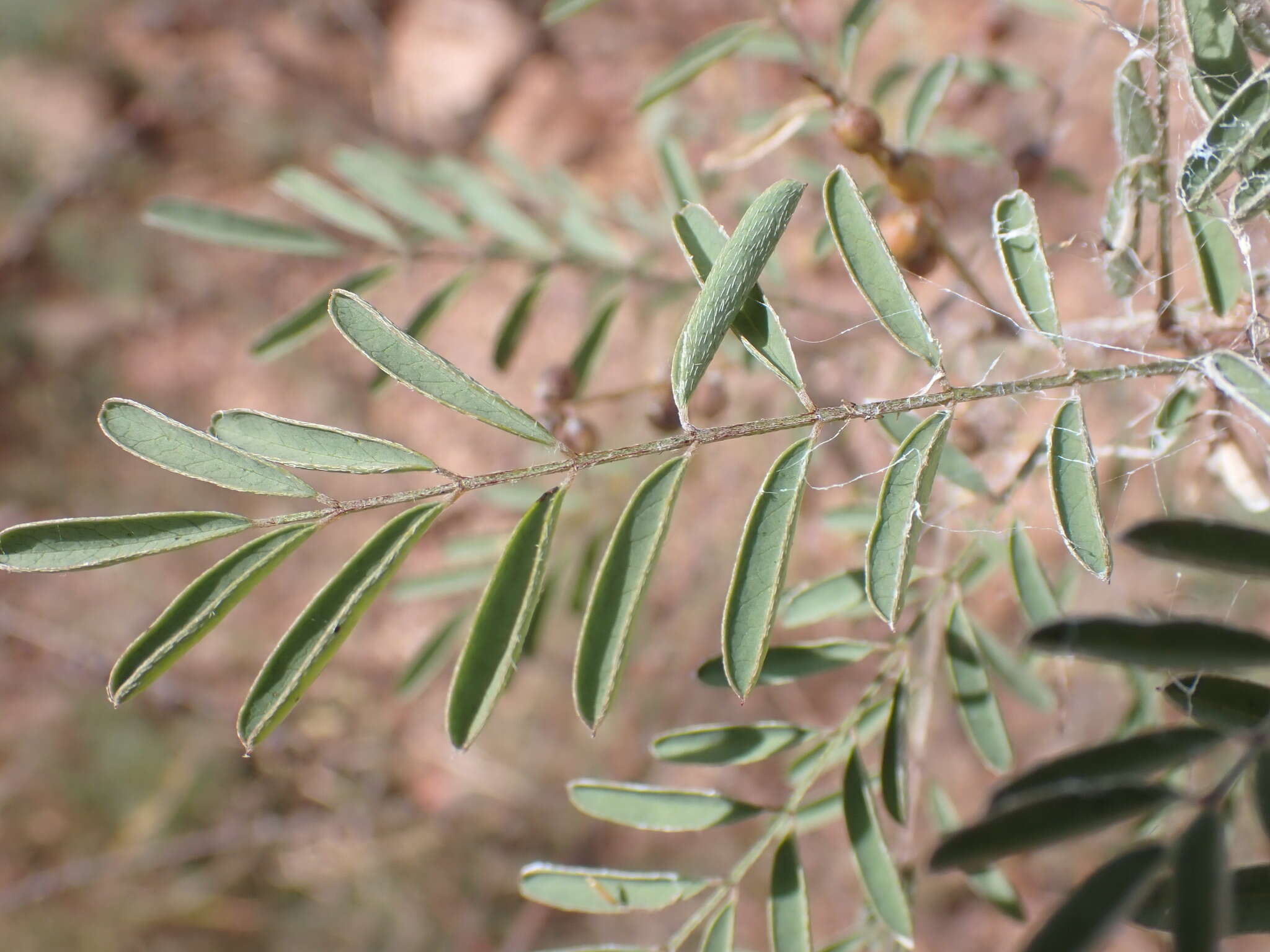 Indigofera sphaerocarpa A. Gray的圖片