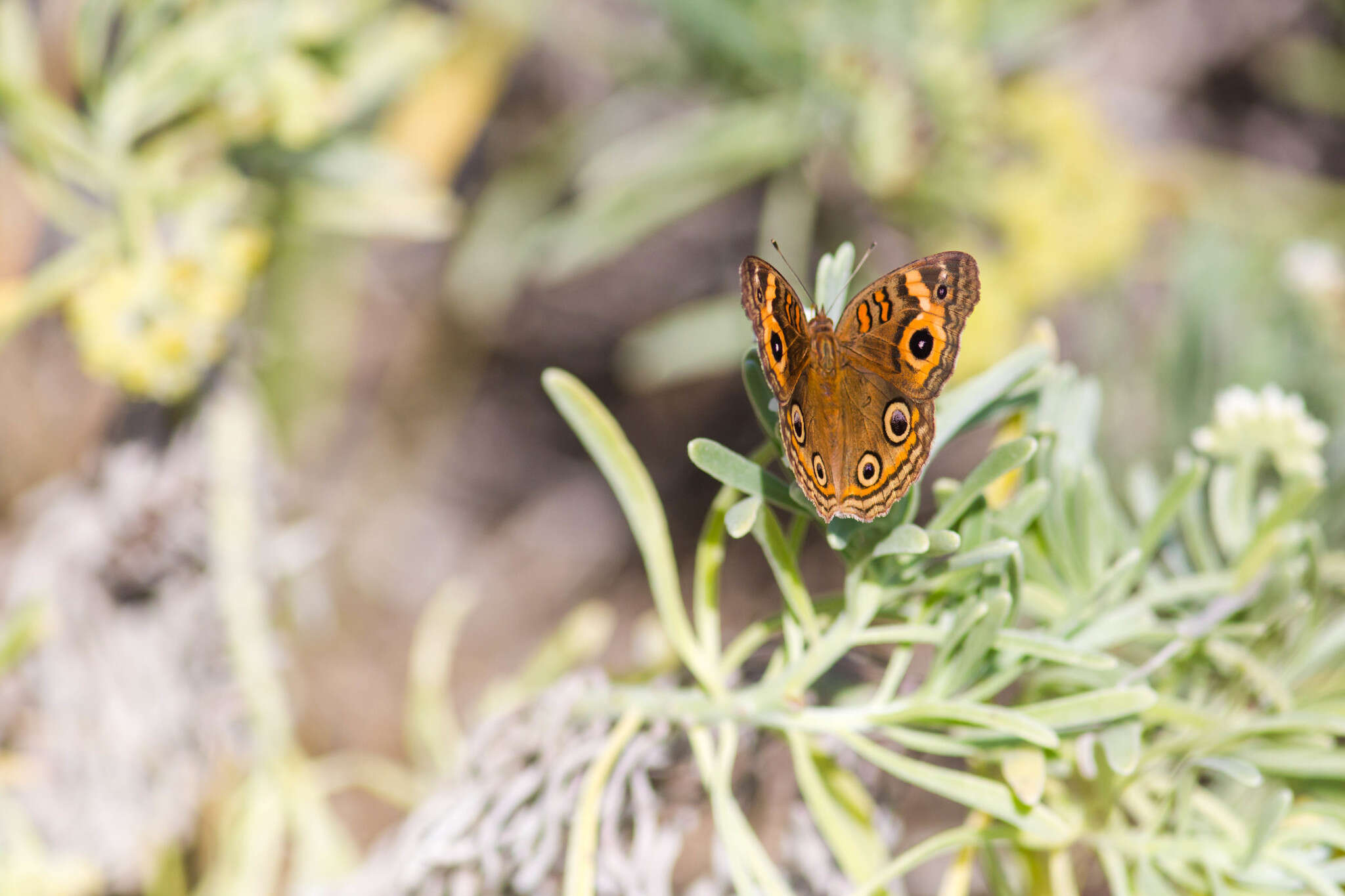 Sivun <i>Junonia neildi</i> kuva