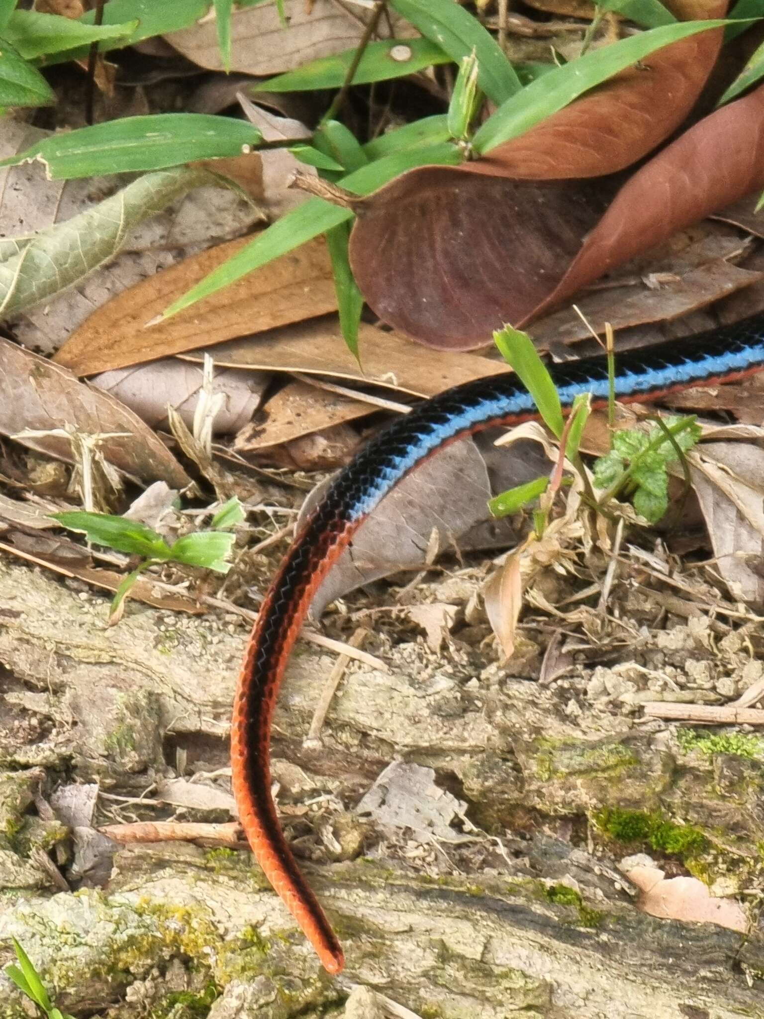 Imagem de Calliophis bivirgatus (F. Boie 1827)