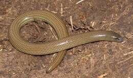 Image of Short-headed Legless Skink