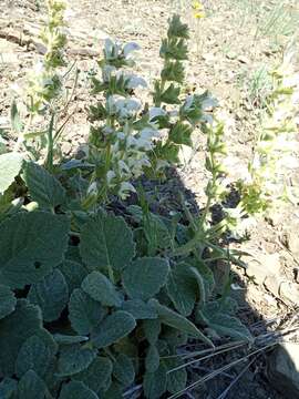 Salvia verbascifolia M. Bieb. resmi