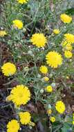 Image of leafy desertdandelion