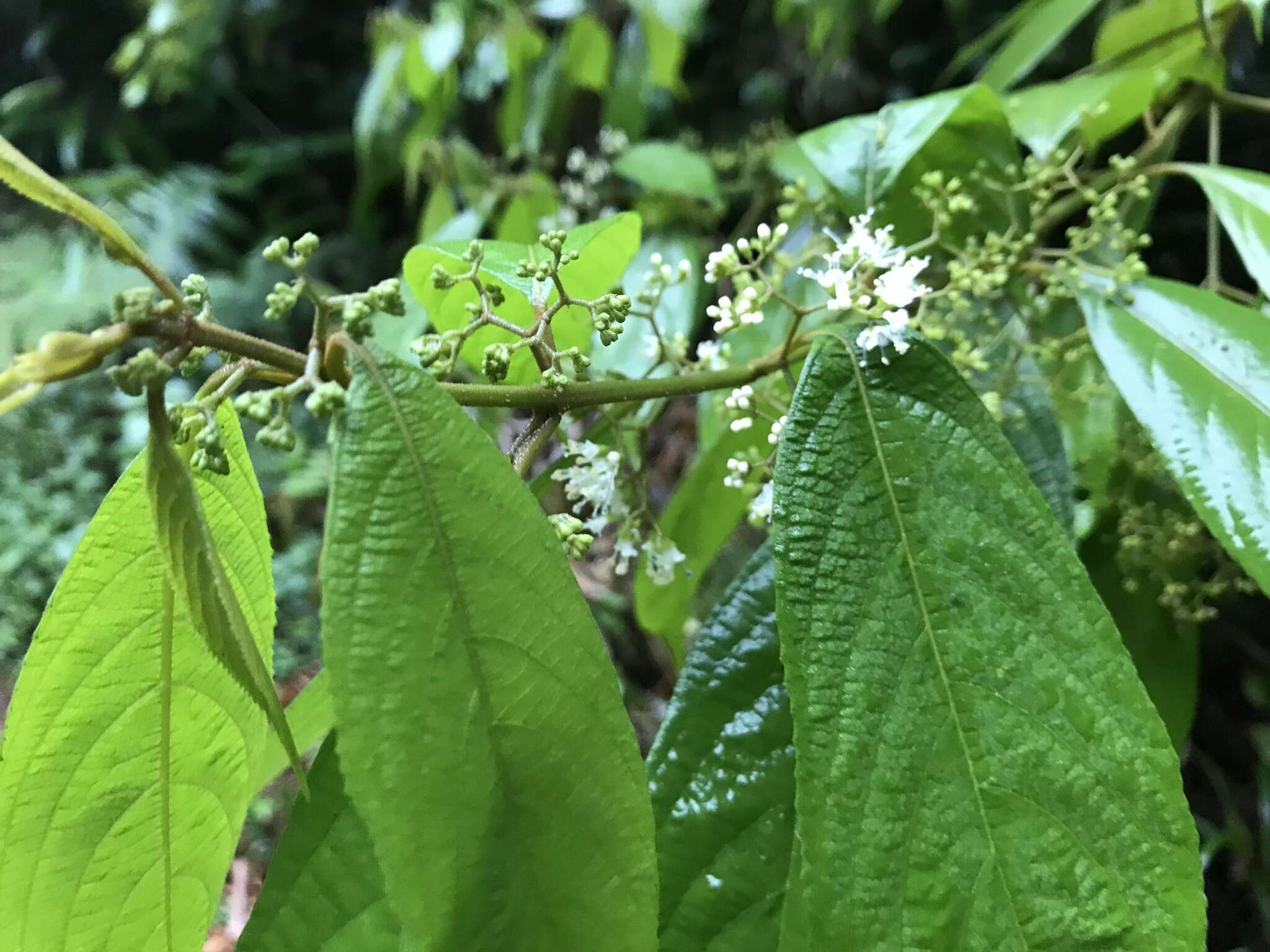 Sivun Callicarpa longifolia Lam. kuva