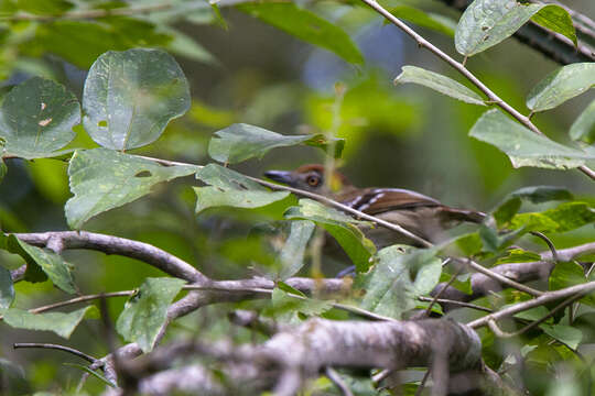 Imagem de Thamnophilus punctatus (Shaw 1809)