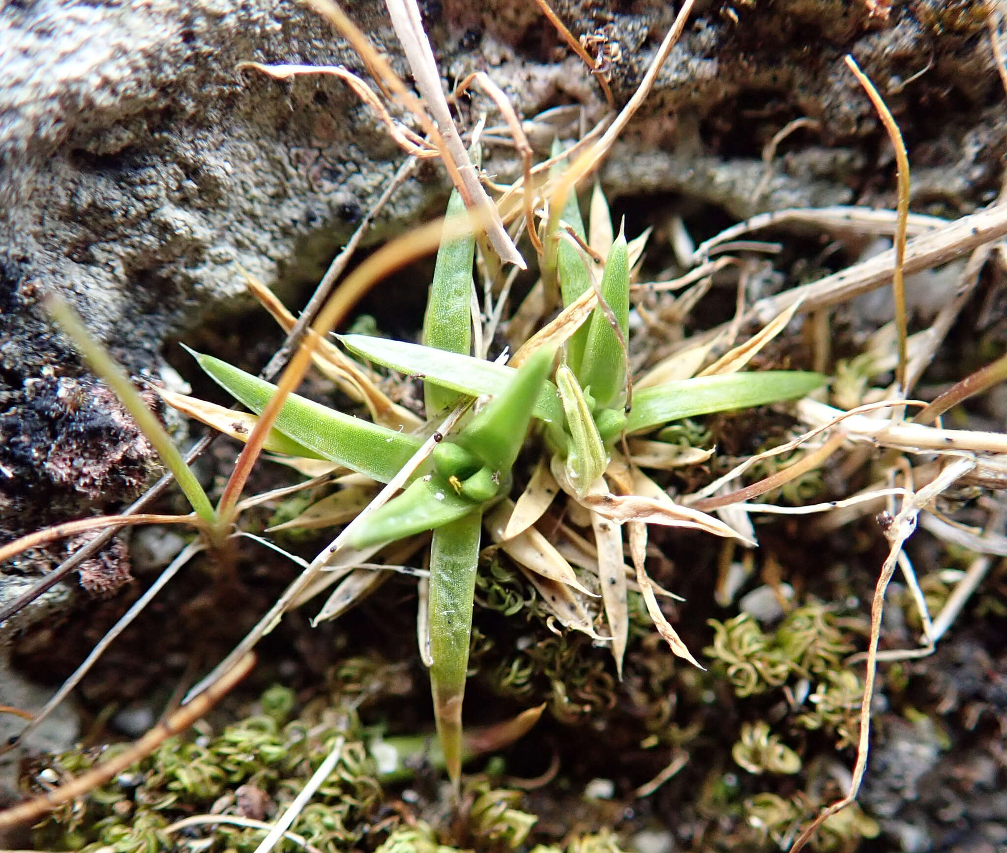 Image of Colobanthus muelleri T. Kirk.