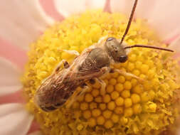 Image of Golden Furrow Bee