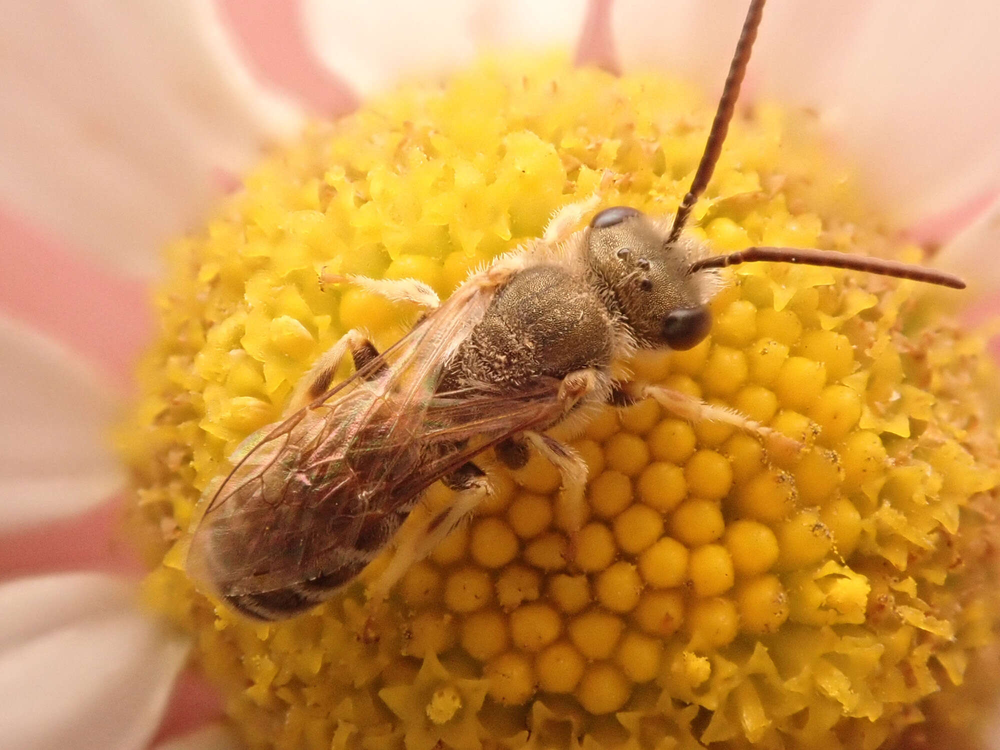 Image of Golden Furrow Bee