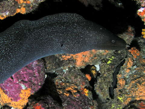 Image of Speckled moray